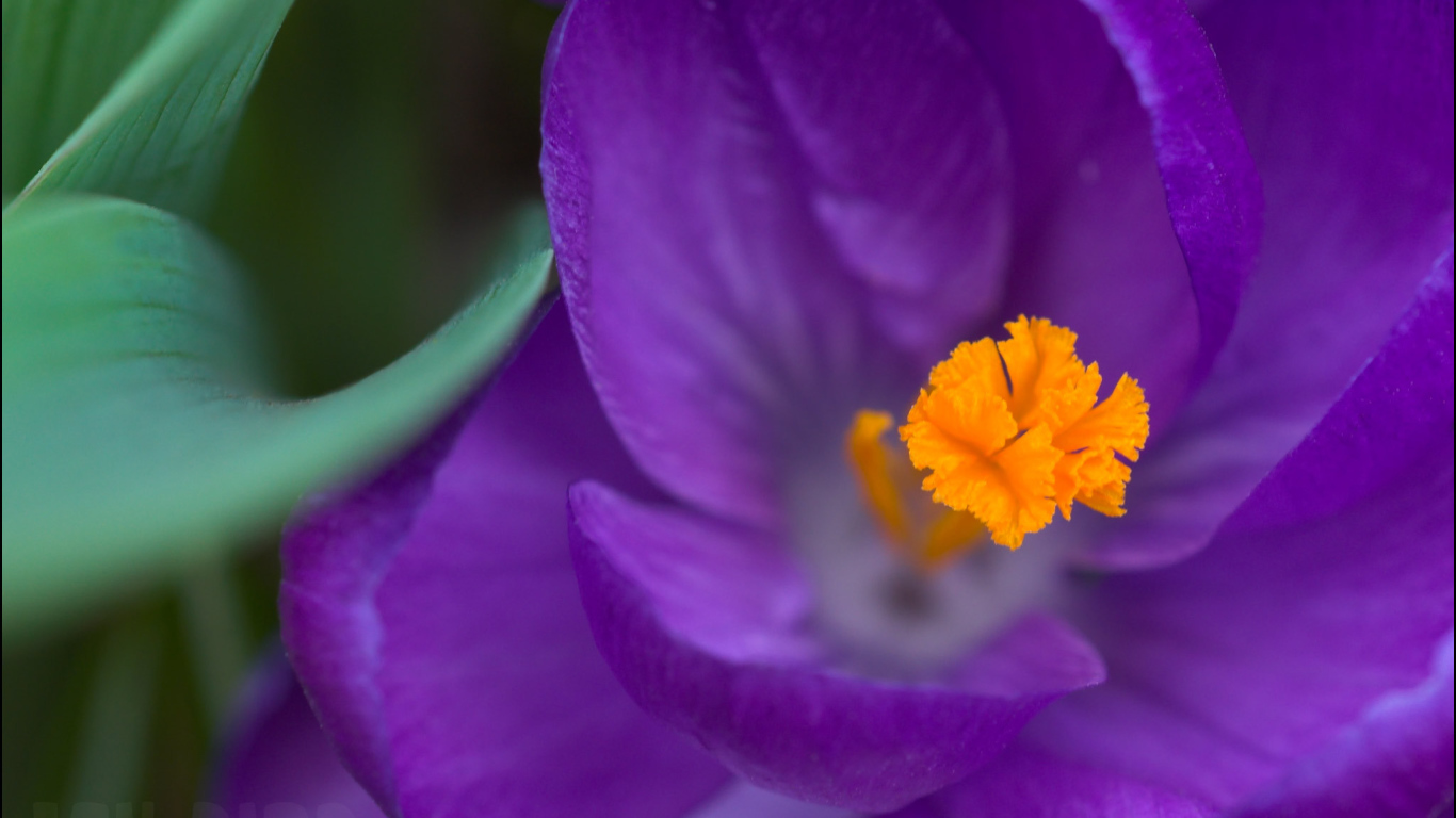 Крокус прекрасный цветок