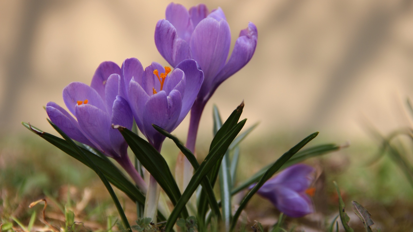 Цветы крокусы в лесу