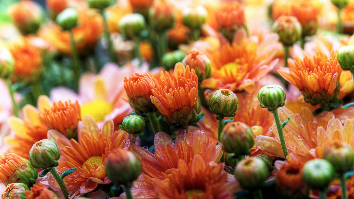 Милые ромашки