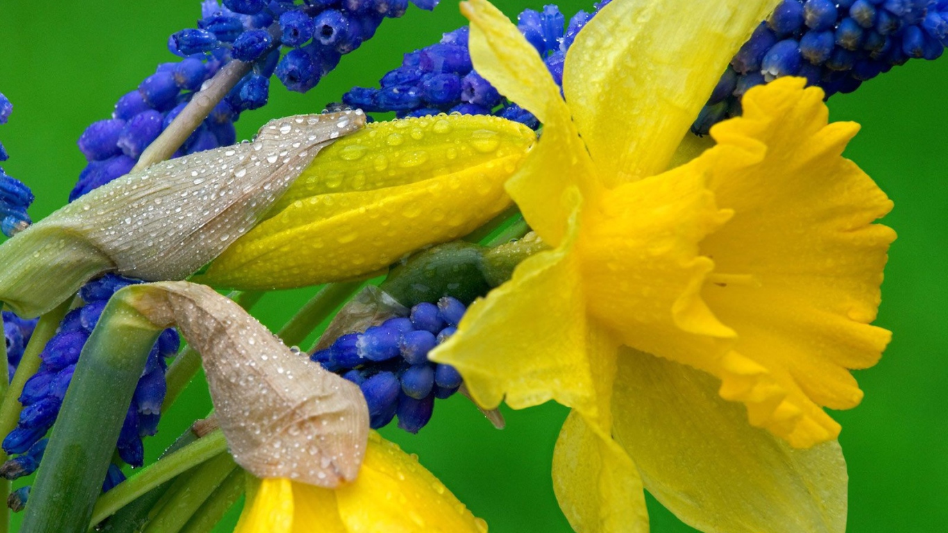 Нарциссы и гиацинты