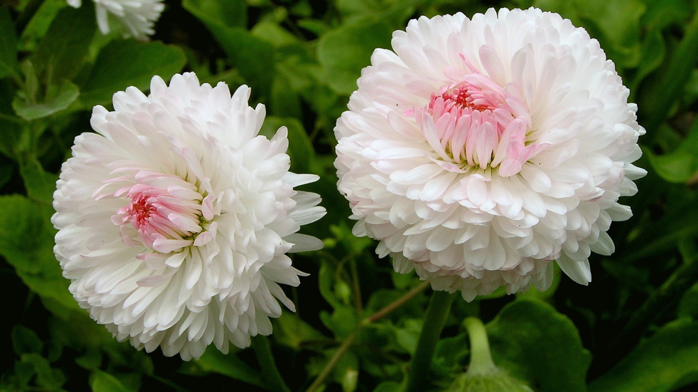 Цветы маргаритки в саду