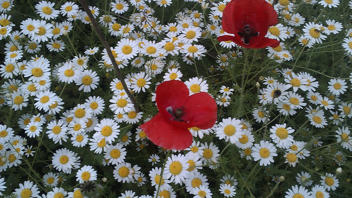 Цветы маргаритки с красным маком