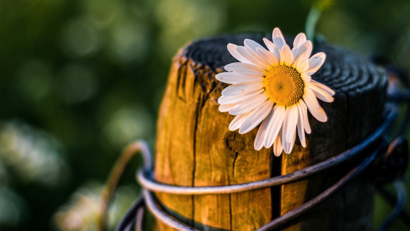 Ромашка на пне