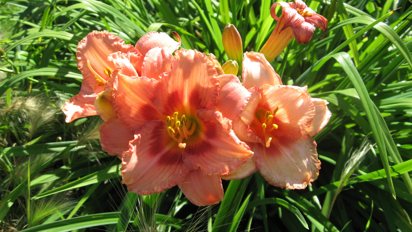 Садовые цветы лилейник на дачном участке