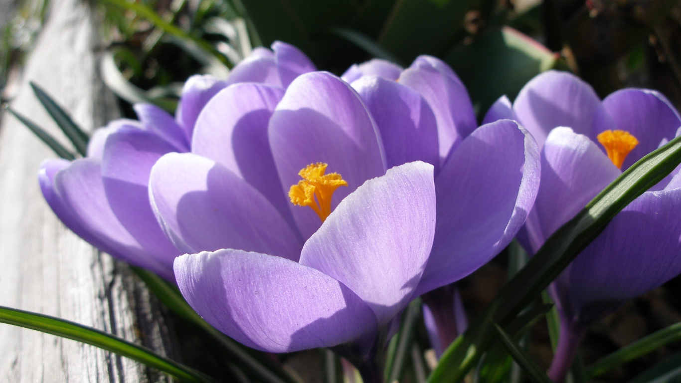 Ослепительные цветы крокус