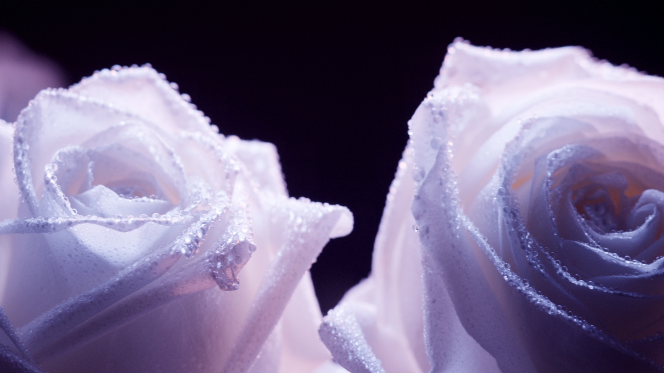 Украшенные фиолетовые розы