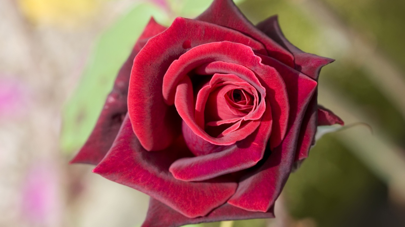 Роза насыщенного красного цвета