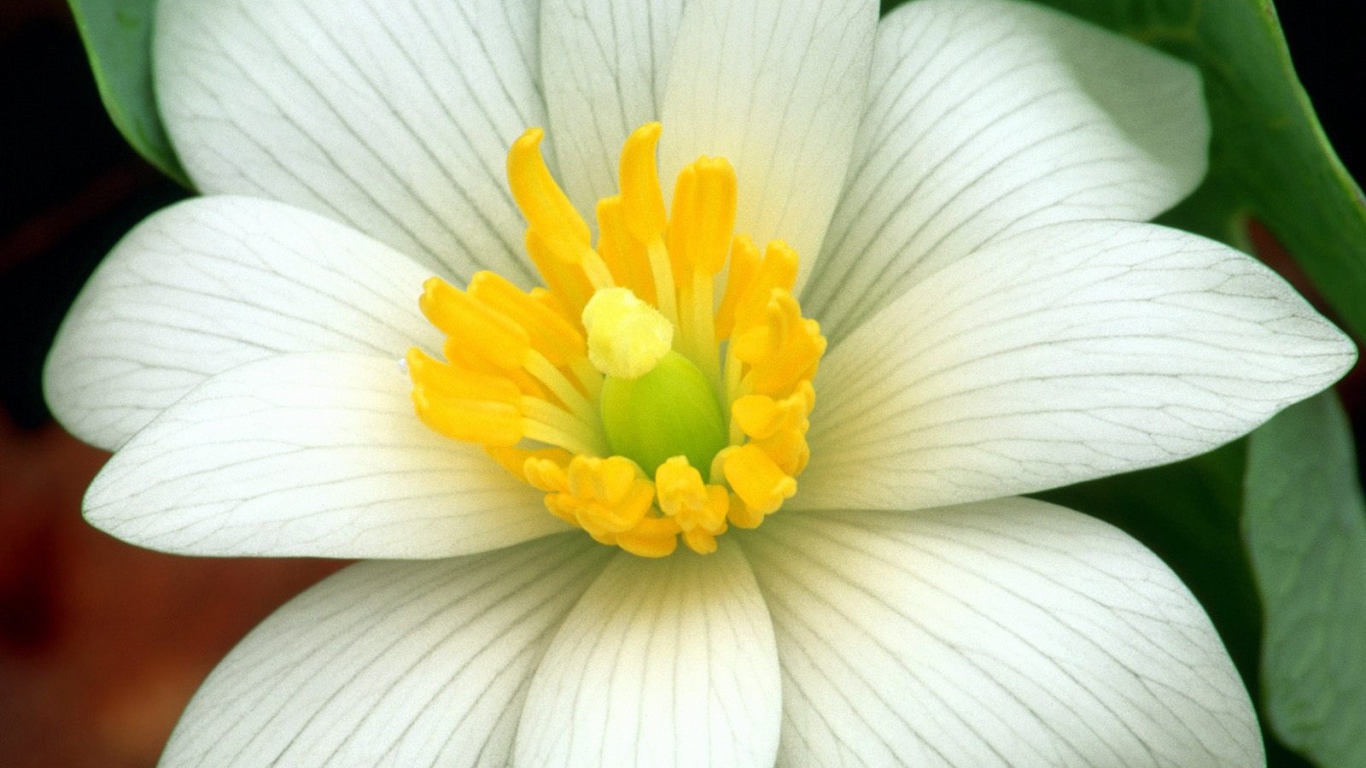 Нежная лапчатка