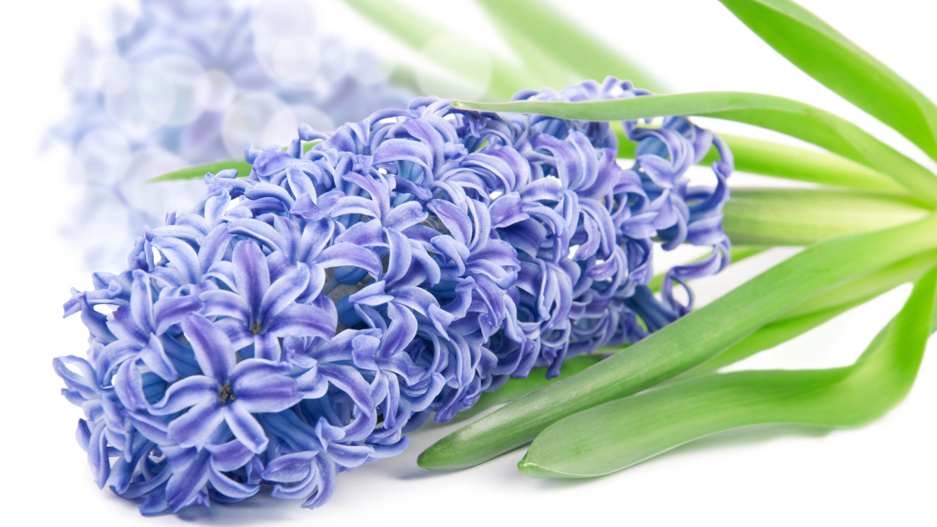 Нежный цветок гиацинт