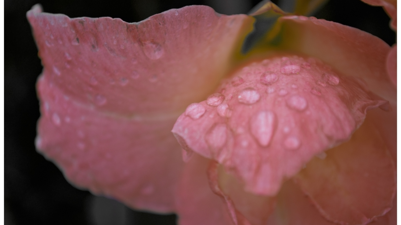 Капли росы на цветке гладиолуса