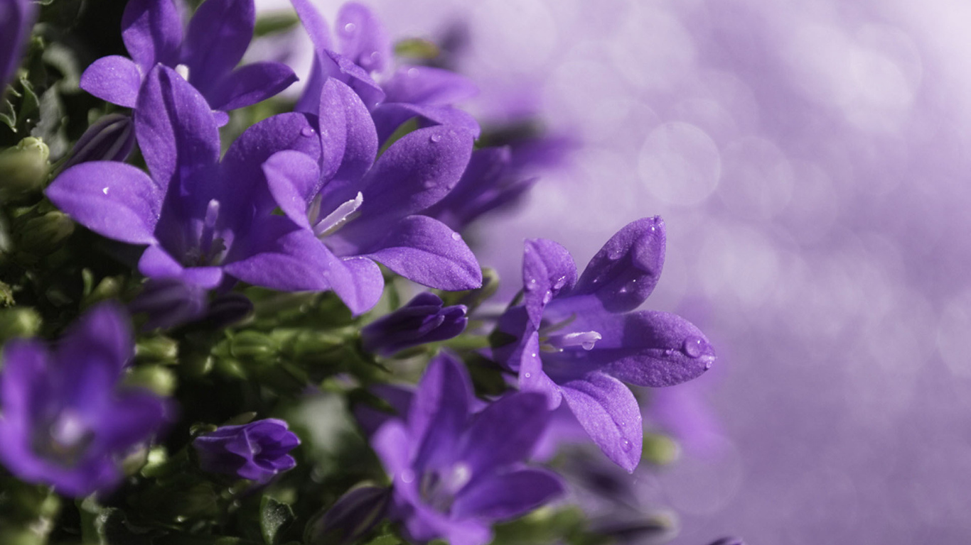 Роса на колокольчиках