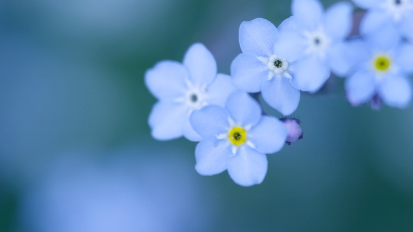 Божественные цветы незабудки