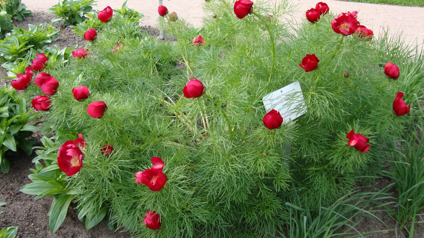 Божественные цветы пионы