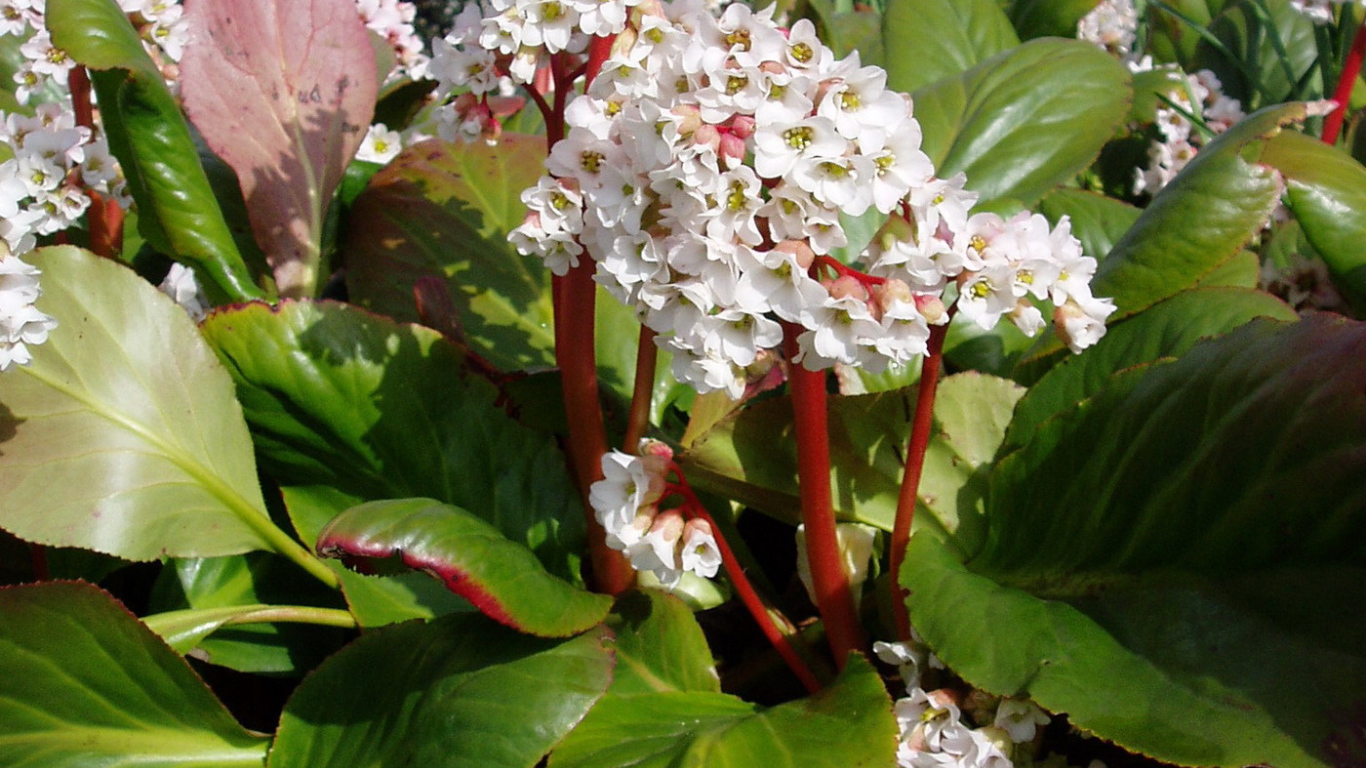 Вечнозеленое многолетнее растение