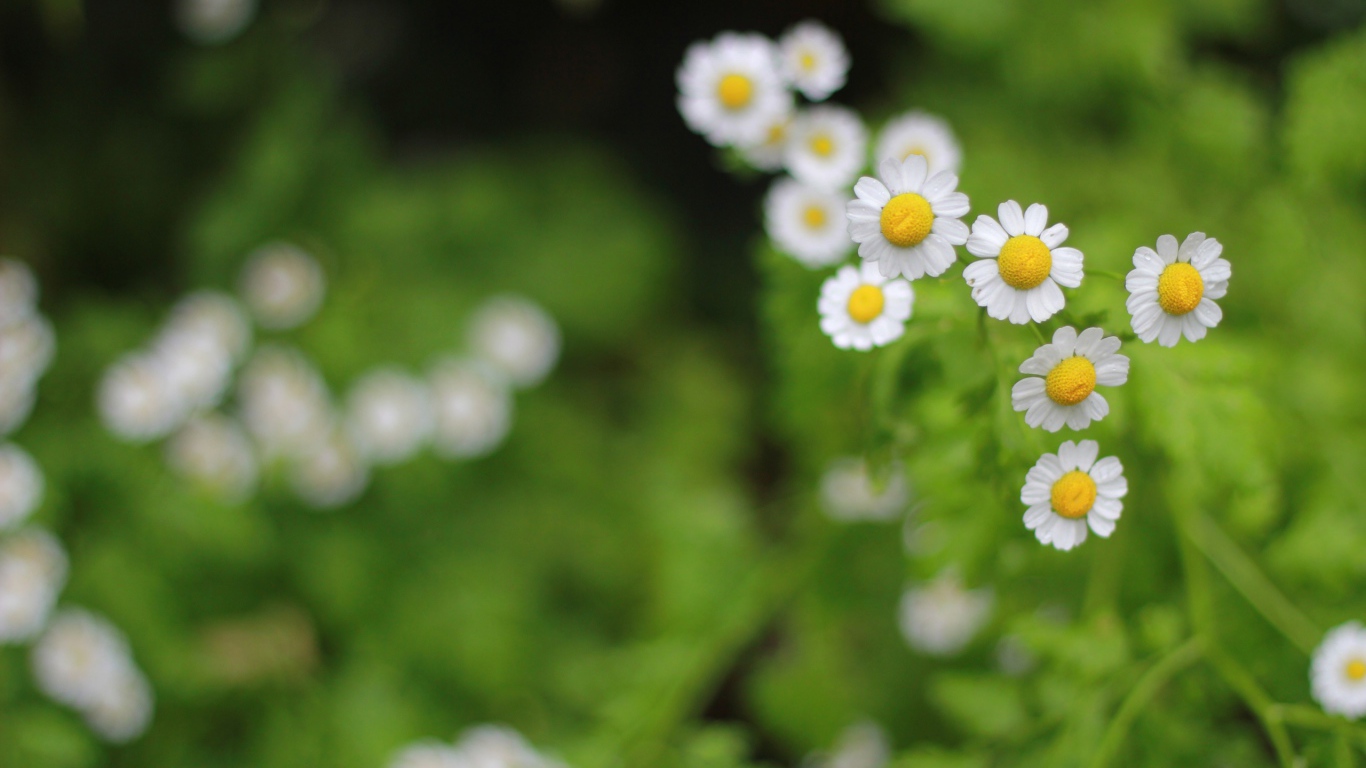 Цветы в поле