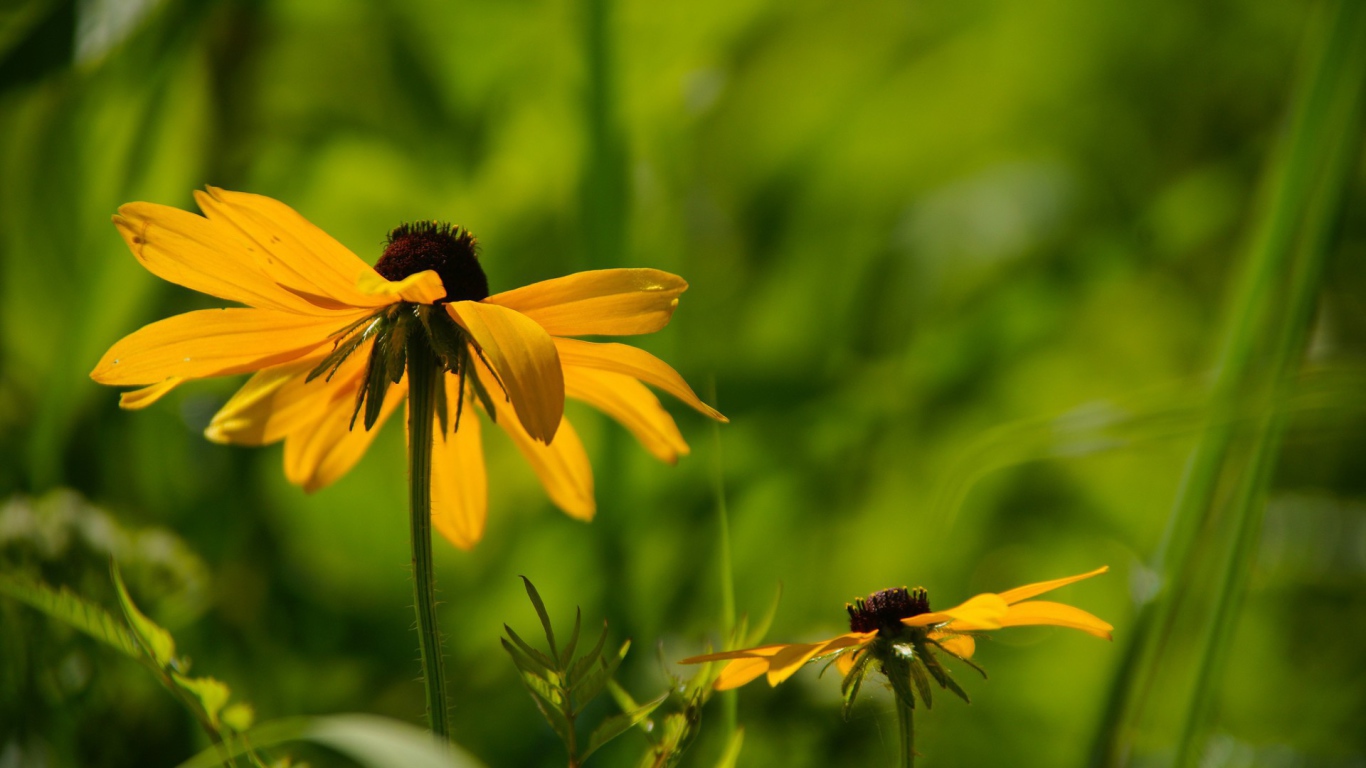 Цветок в траве