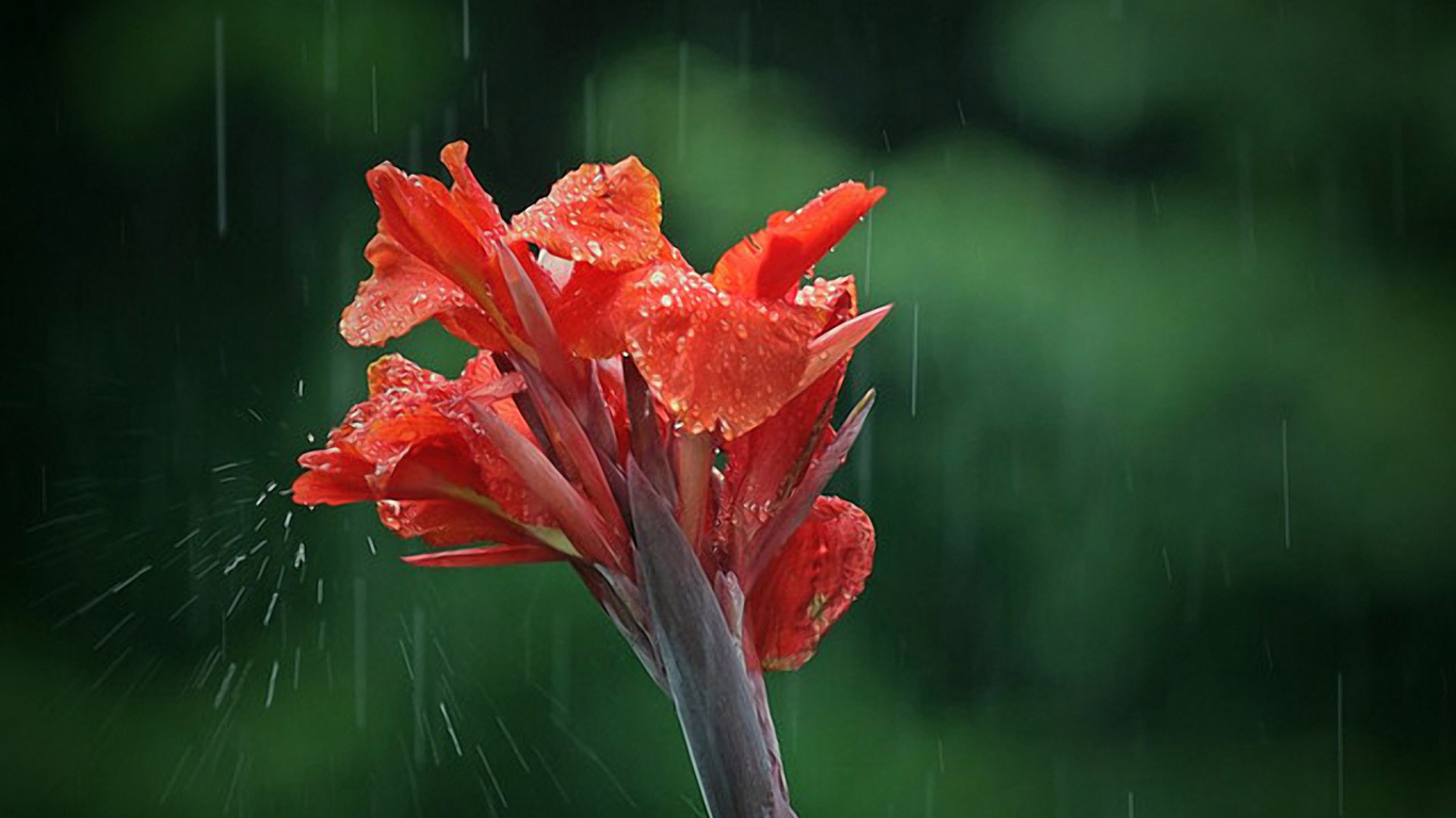 Цветок под дождем