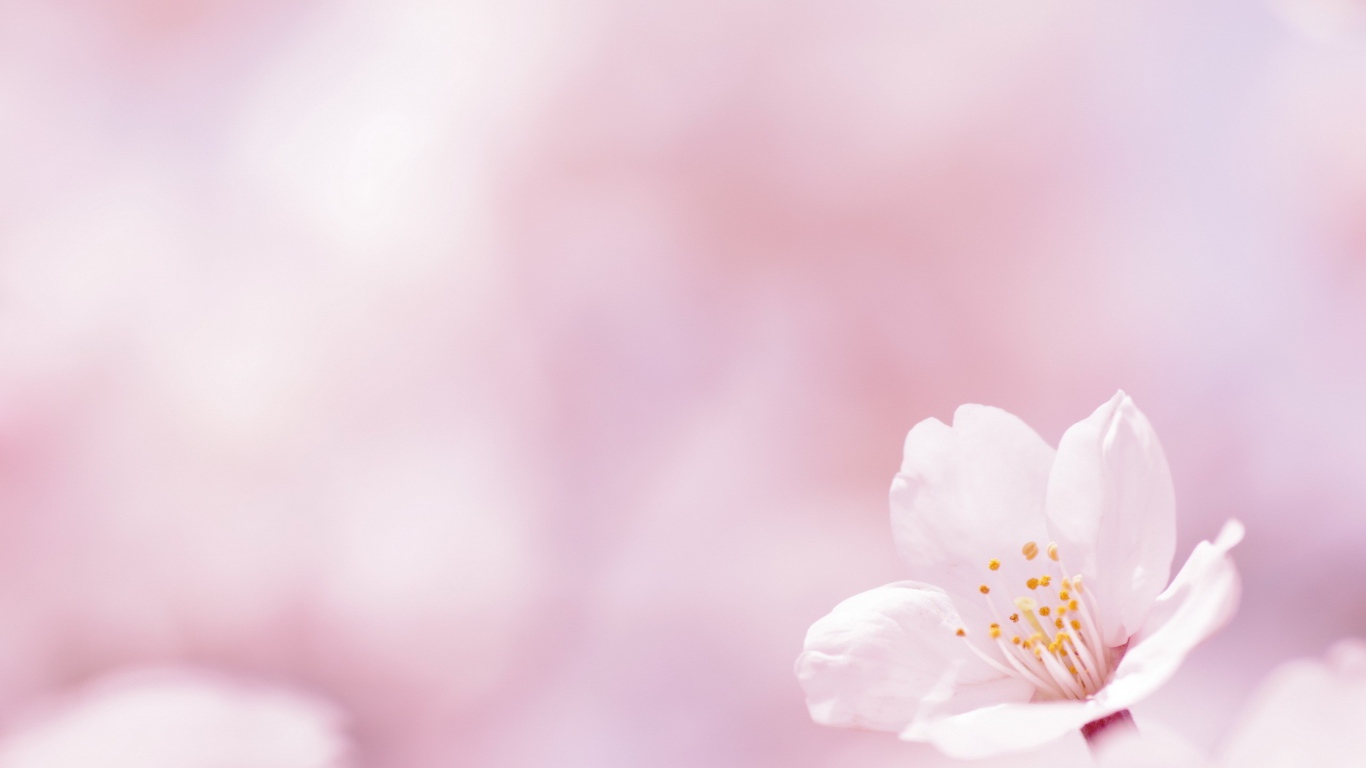 Цветок на белом фоне