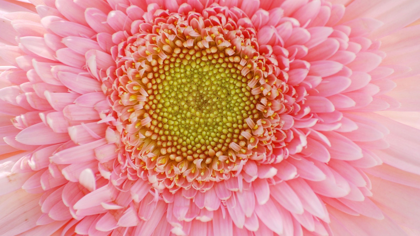 Лепестки цветов