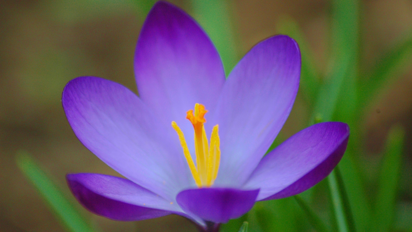 Nature___Flowers_Flower_saffron_(crocus)_in_the_glade_066220_24.jpg