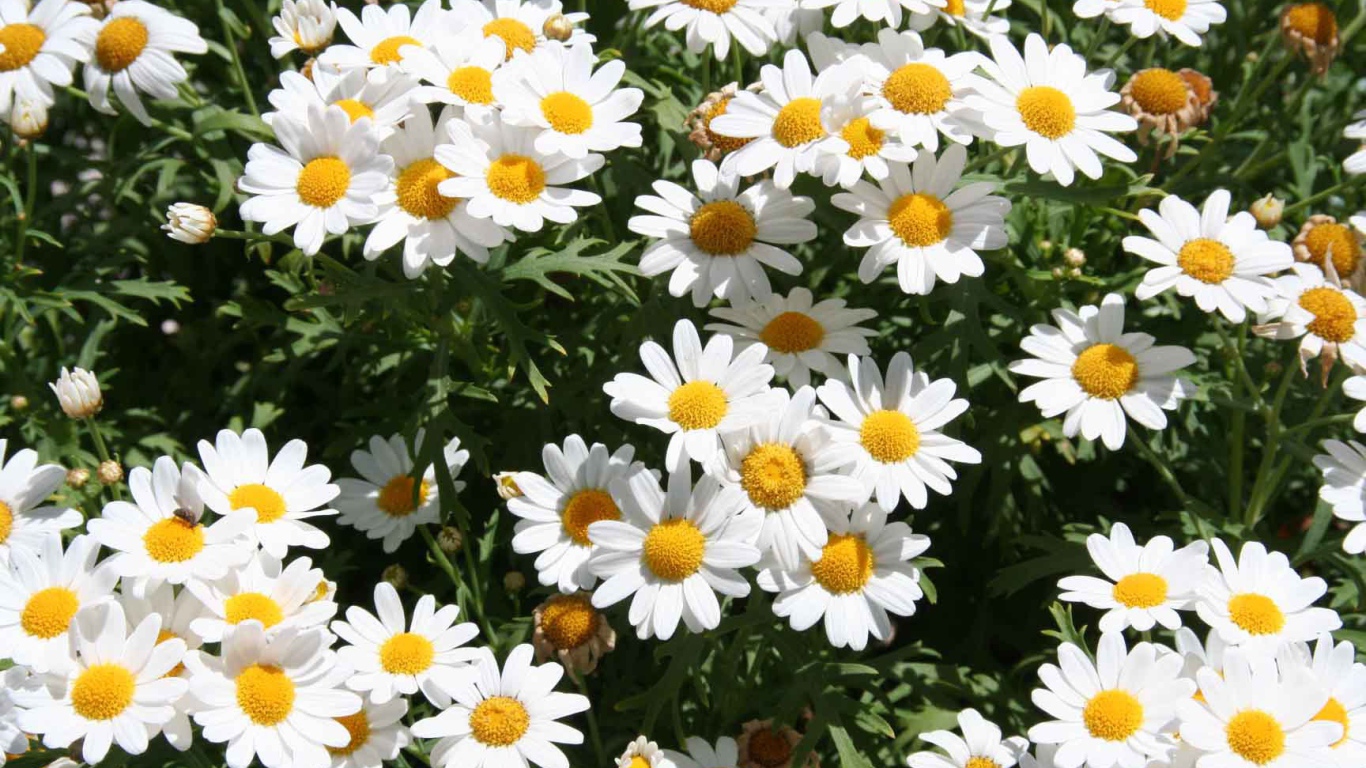 Цветы маргаритки на поляне весной