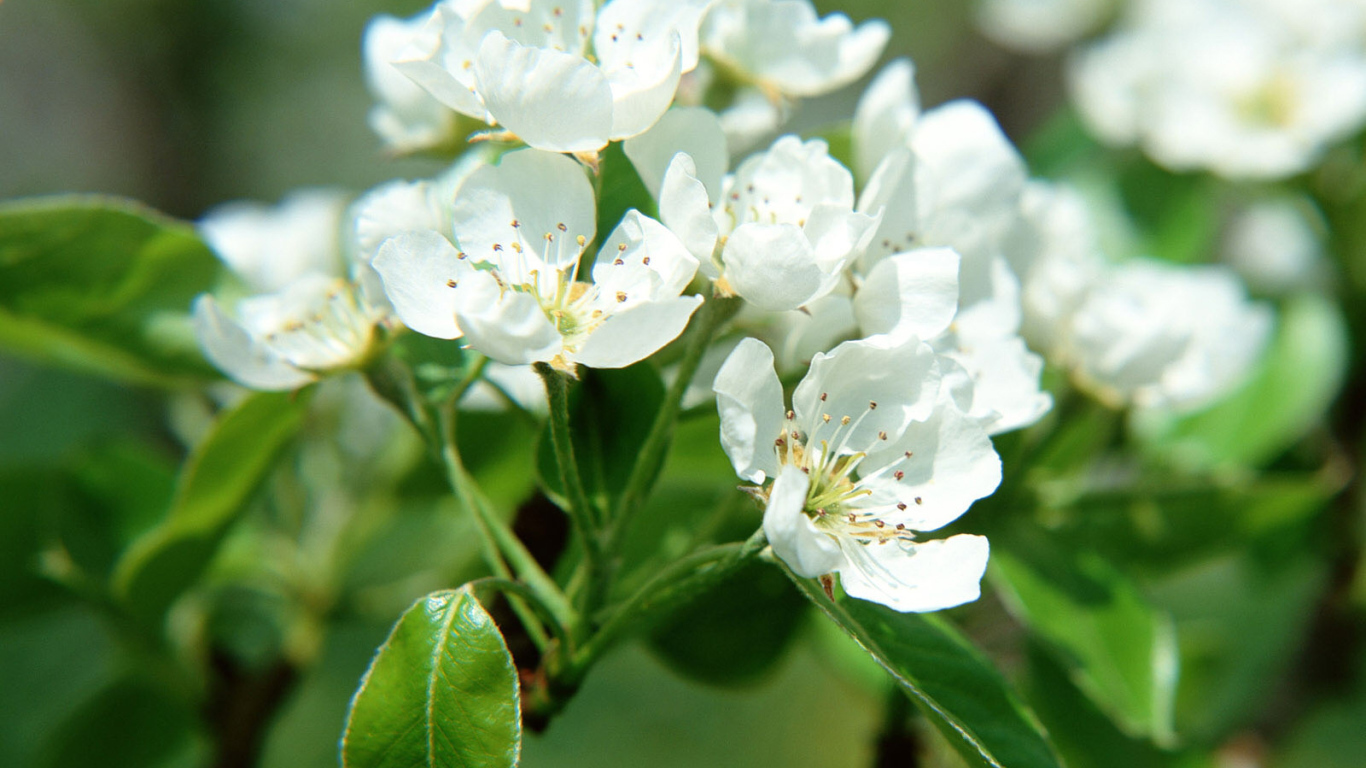 Цветки фруктового дерева