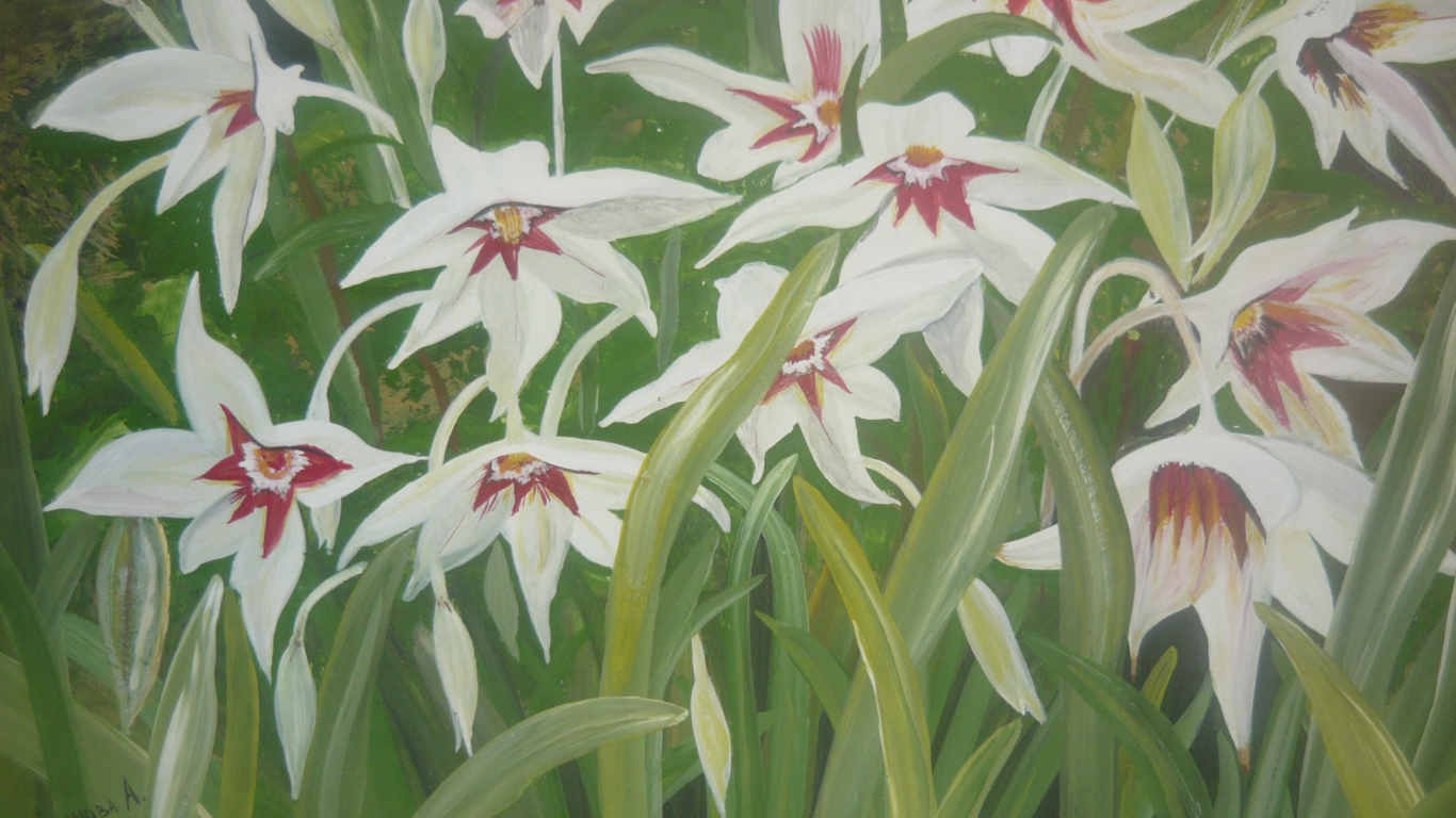 Выращивание цветов ацидантера в саду