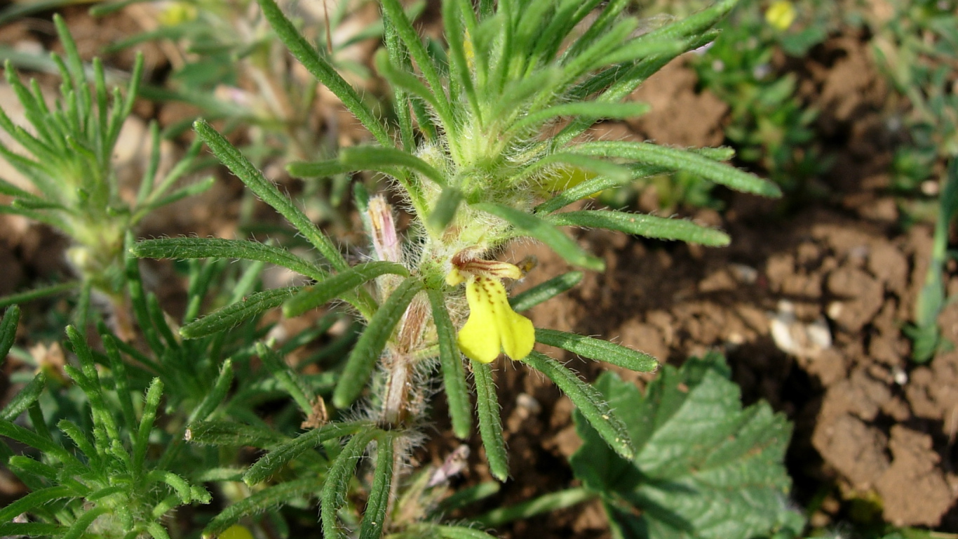 Выращивание цветов аюга в саду