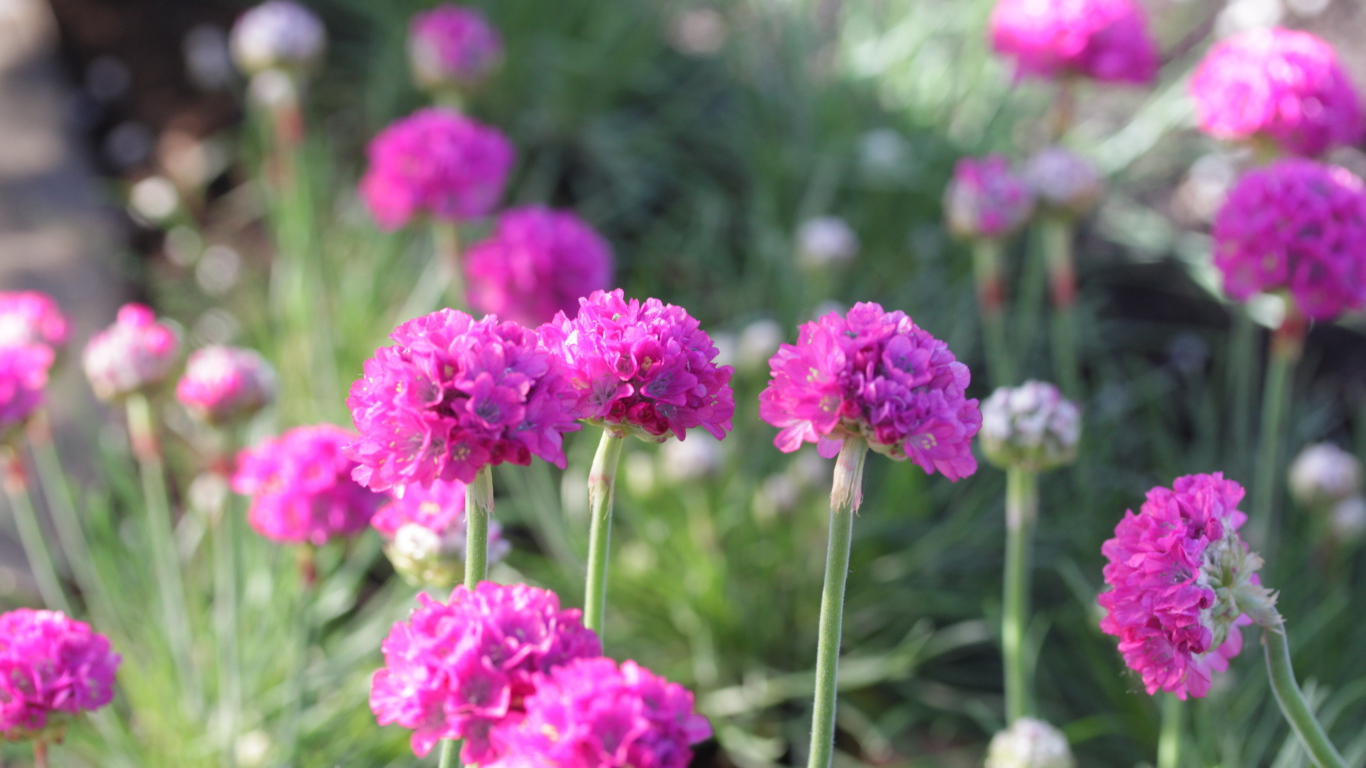 Выращивание цветов армерия в саду