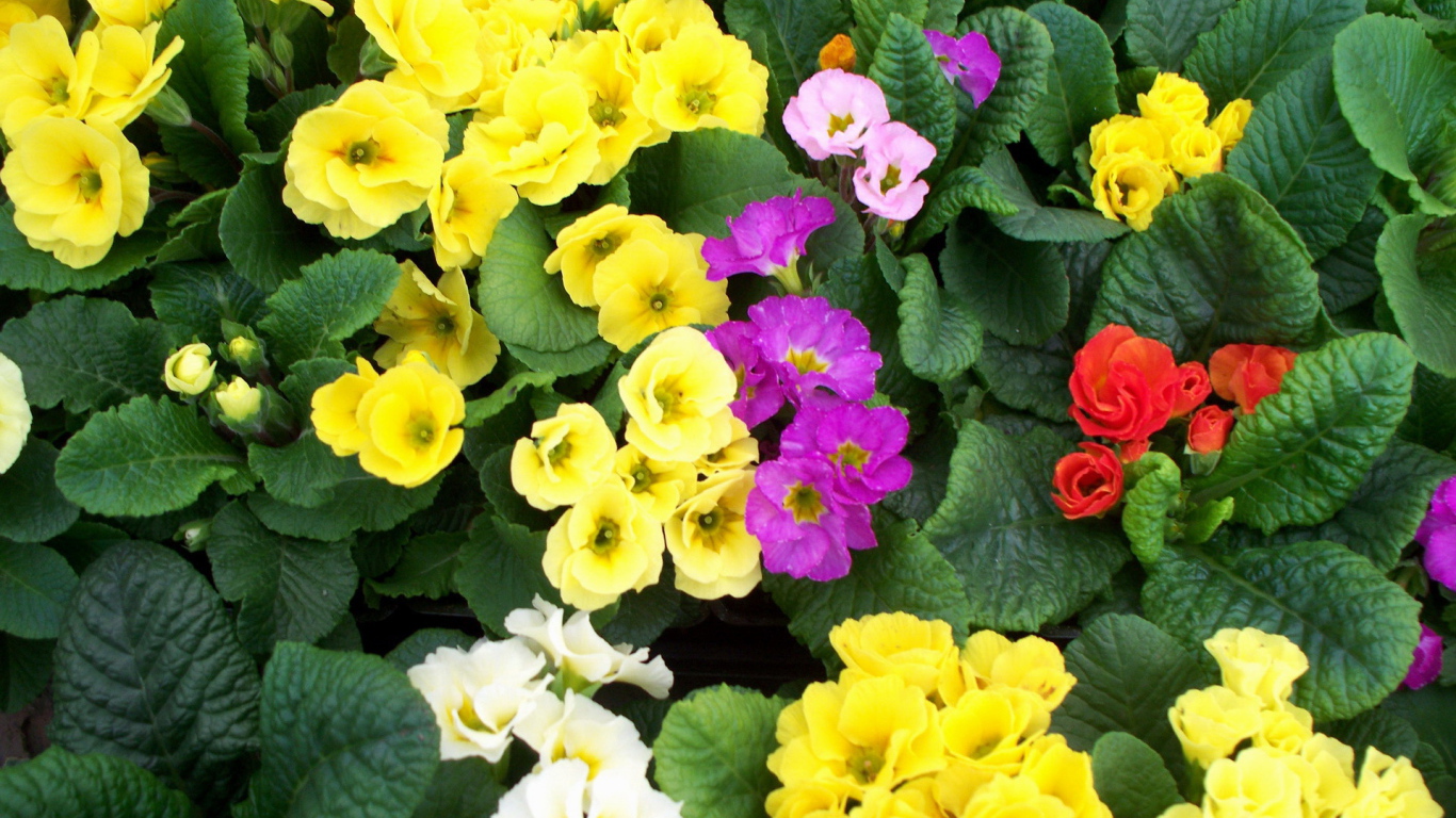 Садовые цветы примула на дачном участке