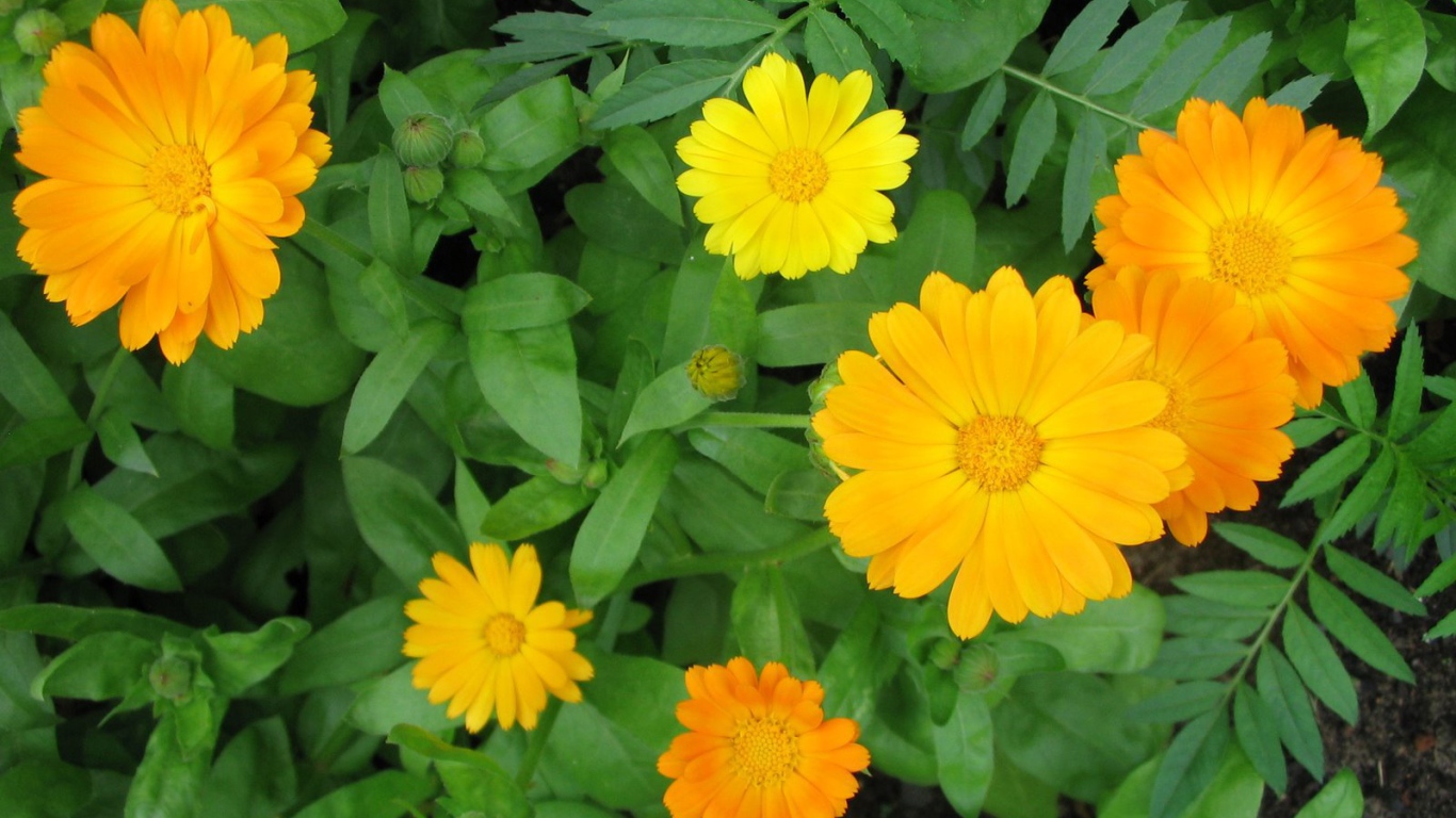 Садовые цветы календула на дачном участке