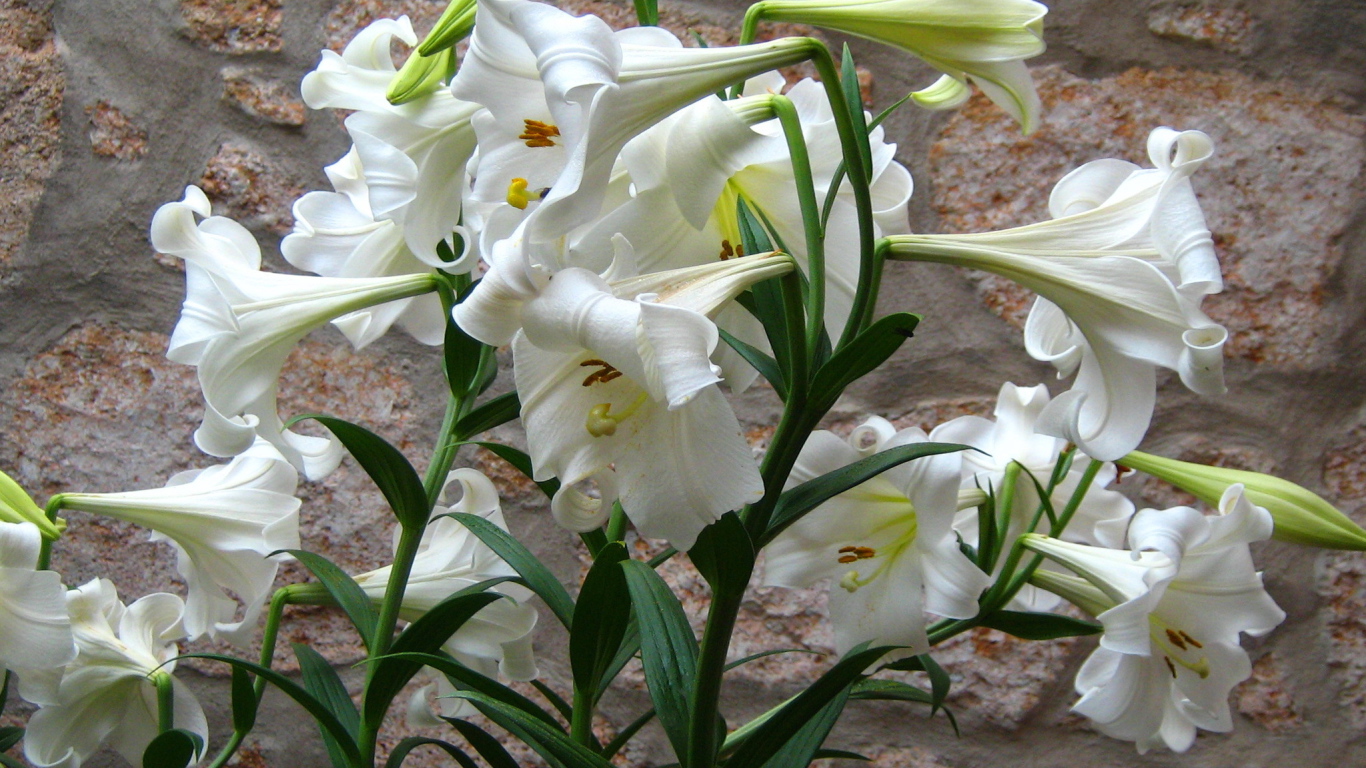 Садовые цветы лилия на дачном участке