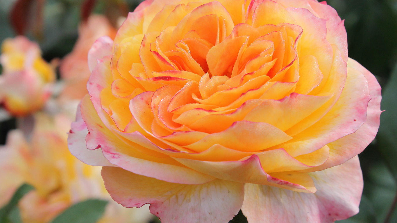 Садовые цветы кустарниковые розы на дачном участке