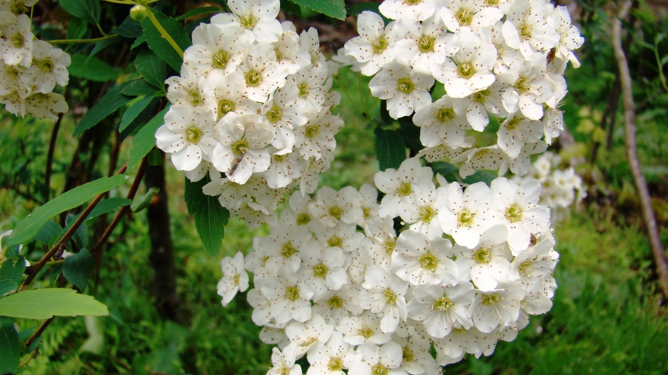 Садовые цветы спирея на дачном участке