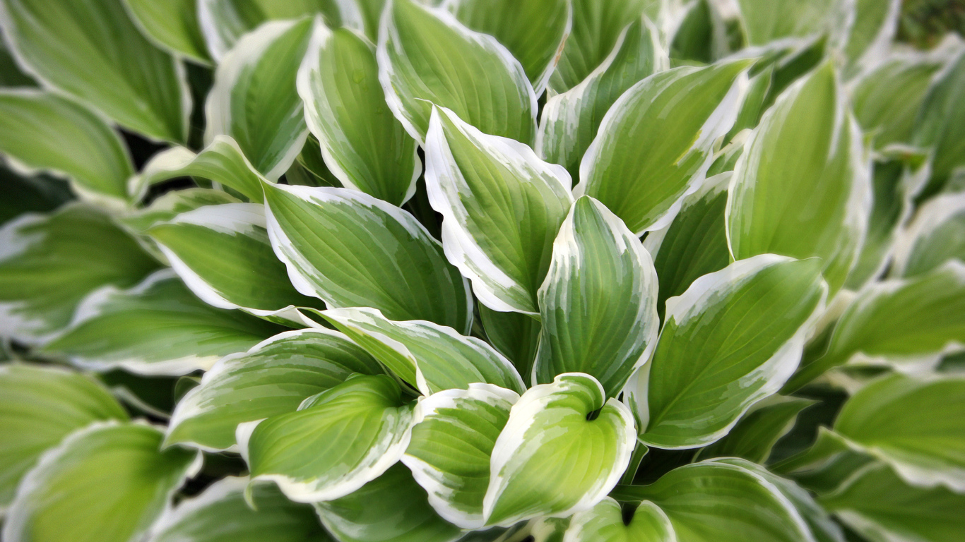 Садовое растение хоста на дачном участке