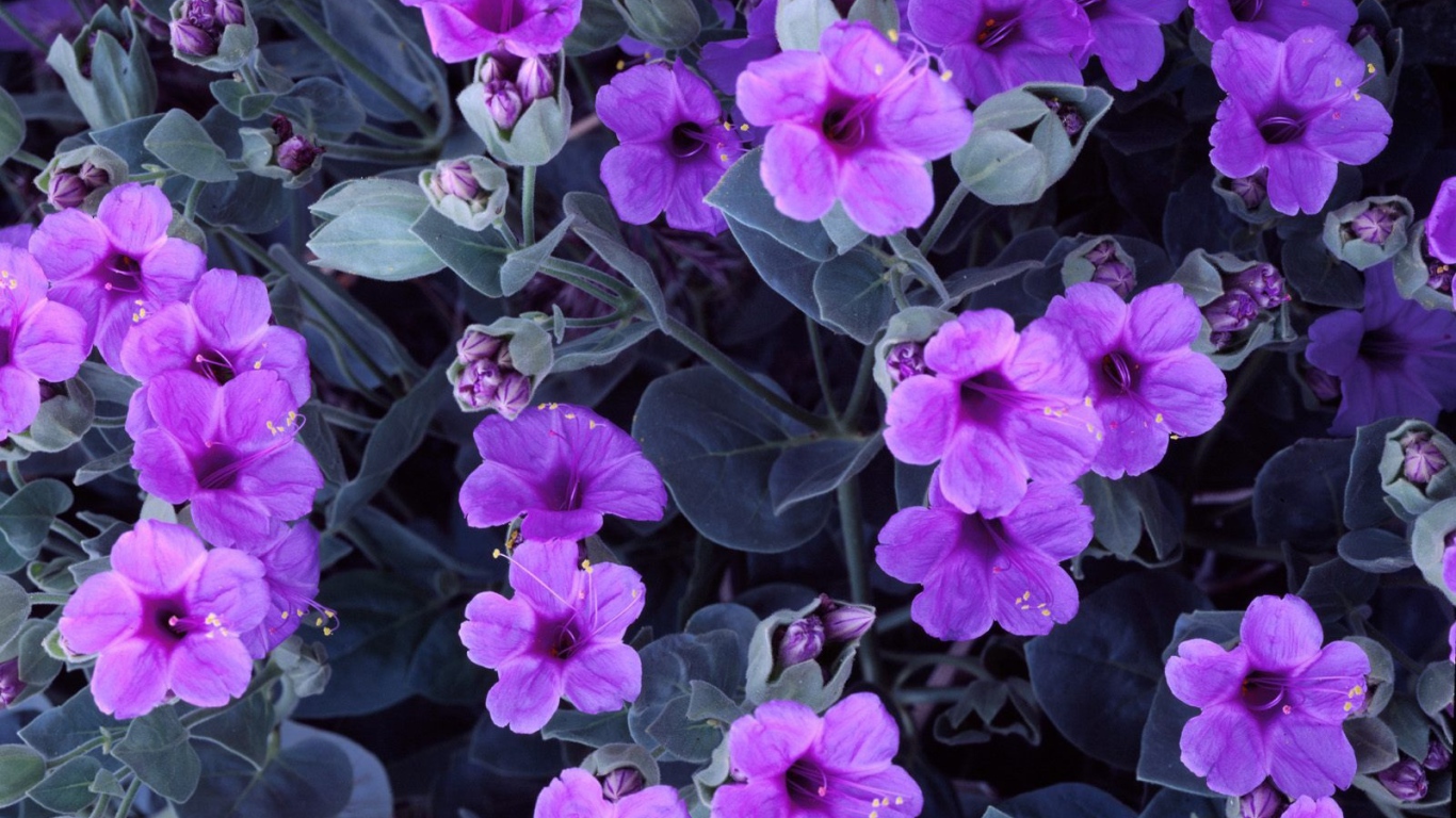 Цветы гиацинта 