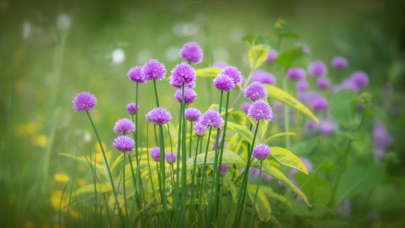 Поляна для отдыха