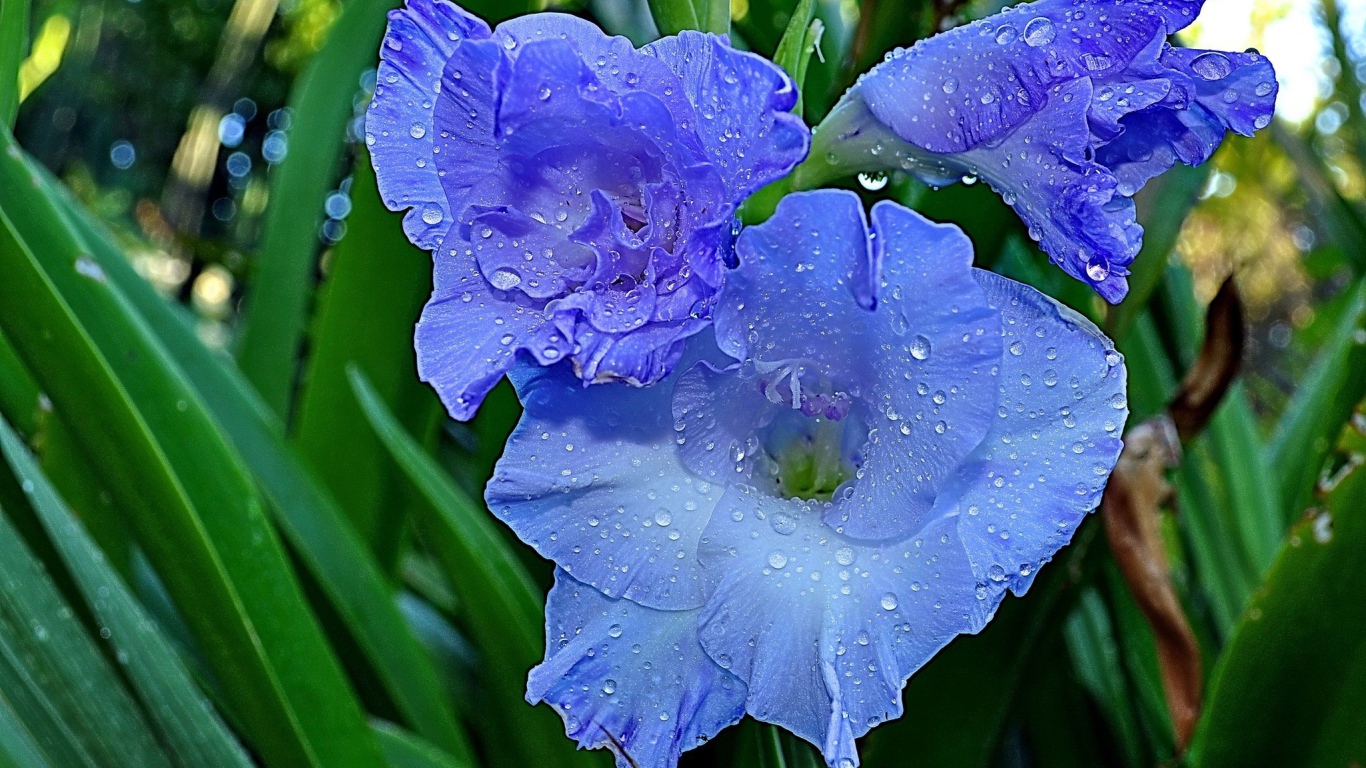 Гладиолусы в утренней росе