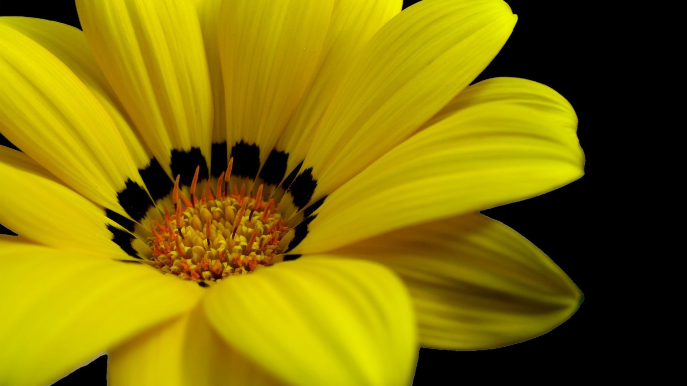 Великолепный желтый цветок