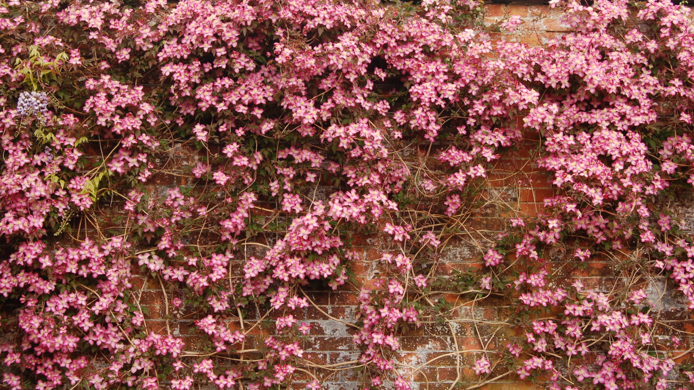 Выращивание цветов клематис в саду
