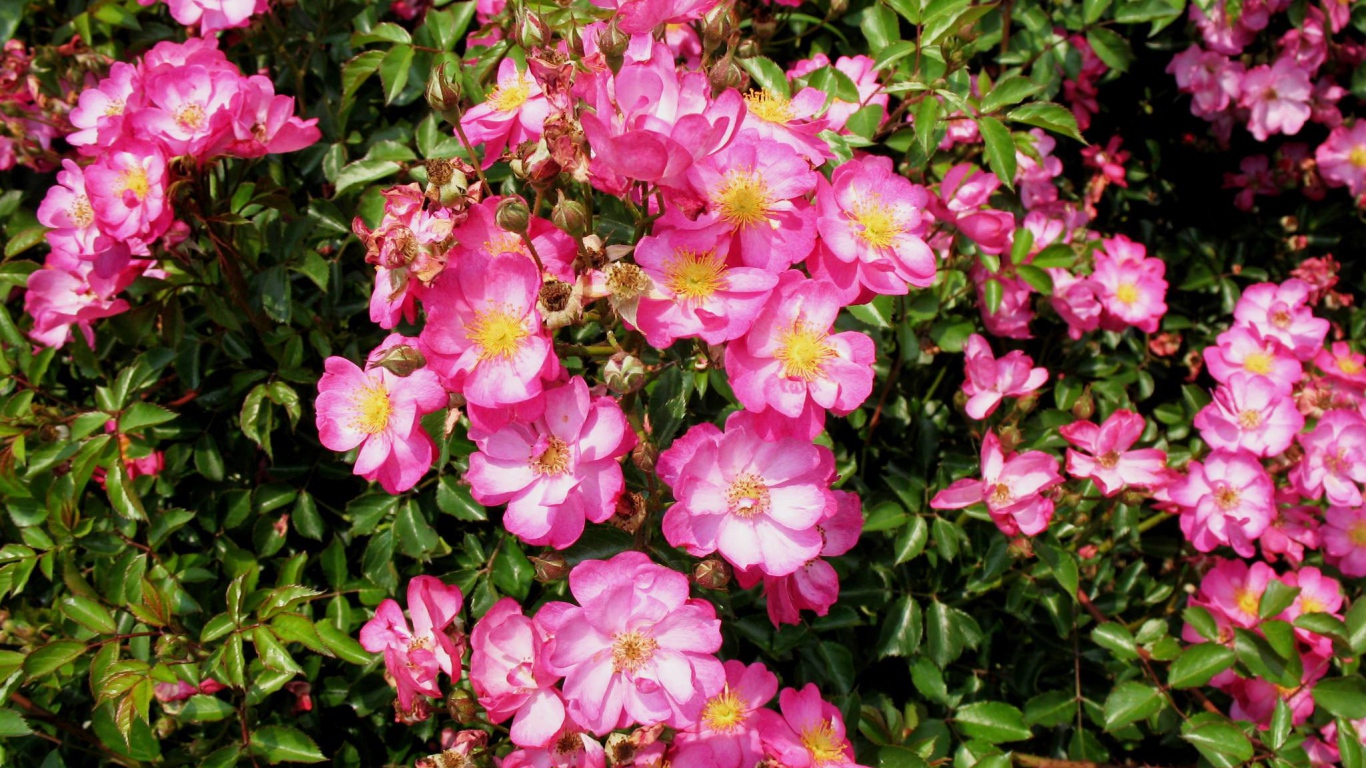 Выращивание цветов кларкия (годеция) в саду