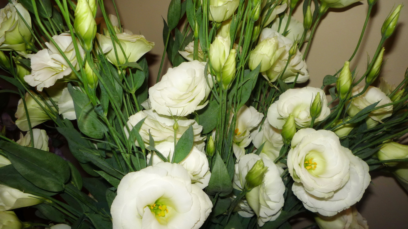 Выращивание цветов эустома (ирландская роза) в саду