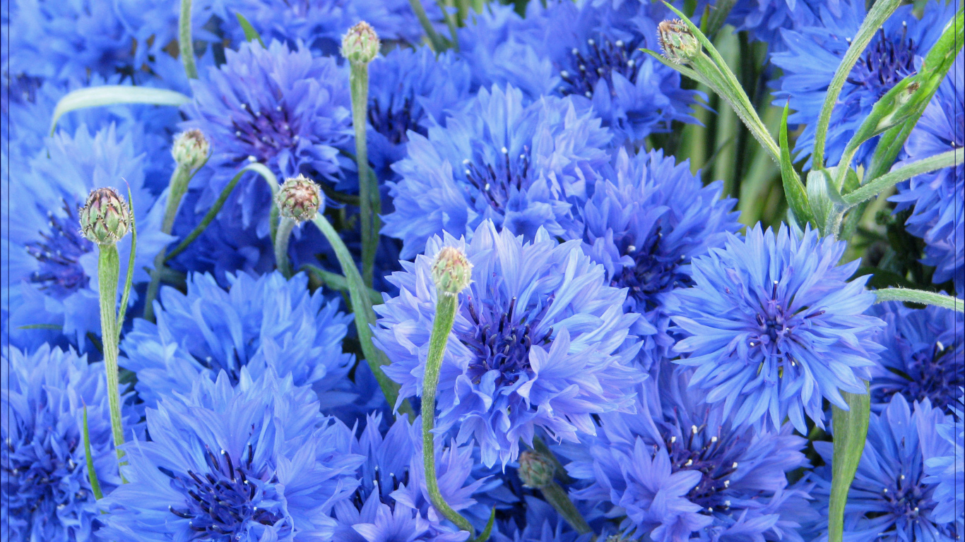 Выращивание васильков в саду