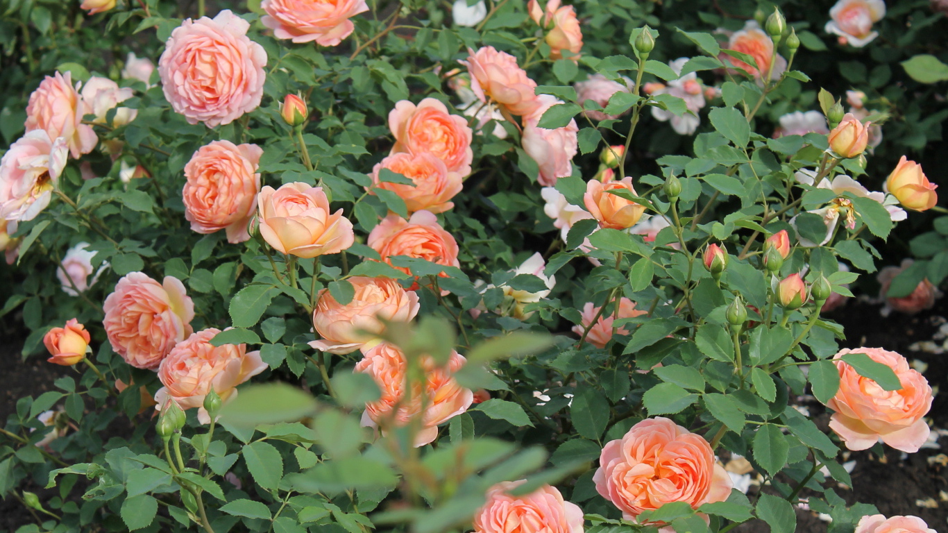 Выращивание кустарниковые розы в саду