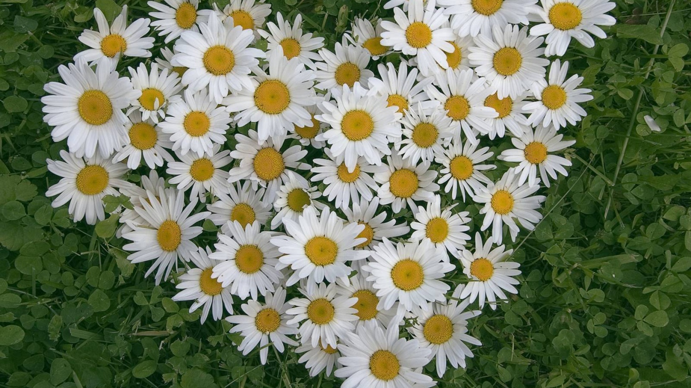 Сердце из цветов белые маргаритки