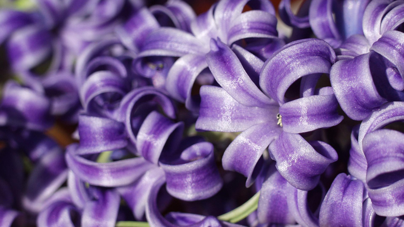 Цветы гиацинты расцвели в саду