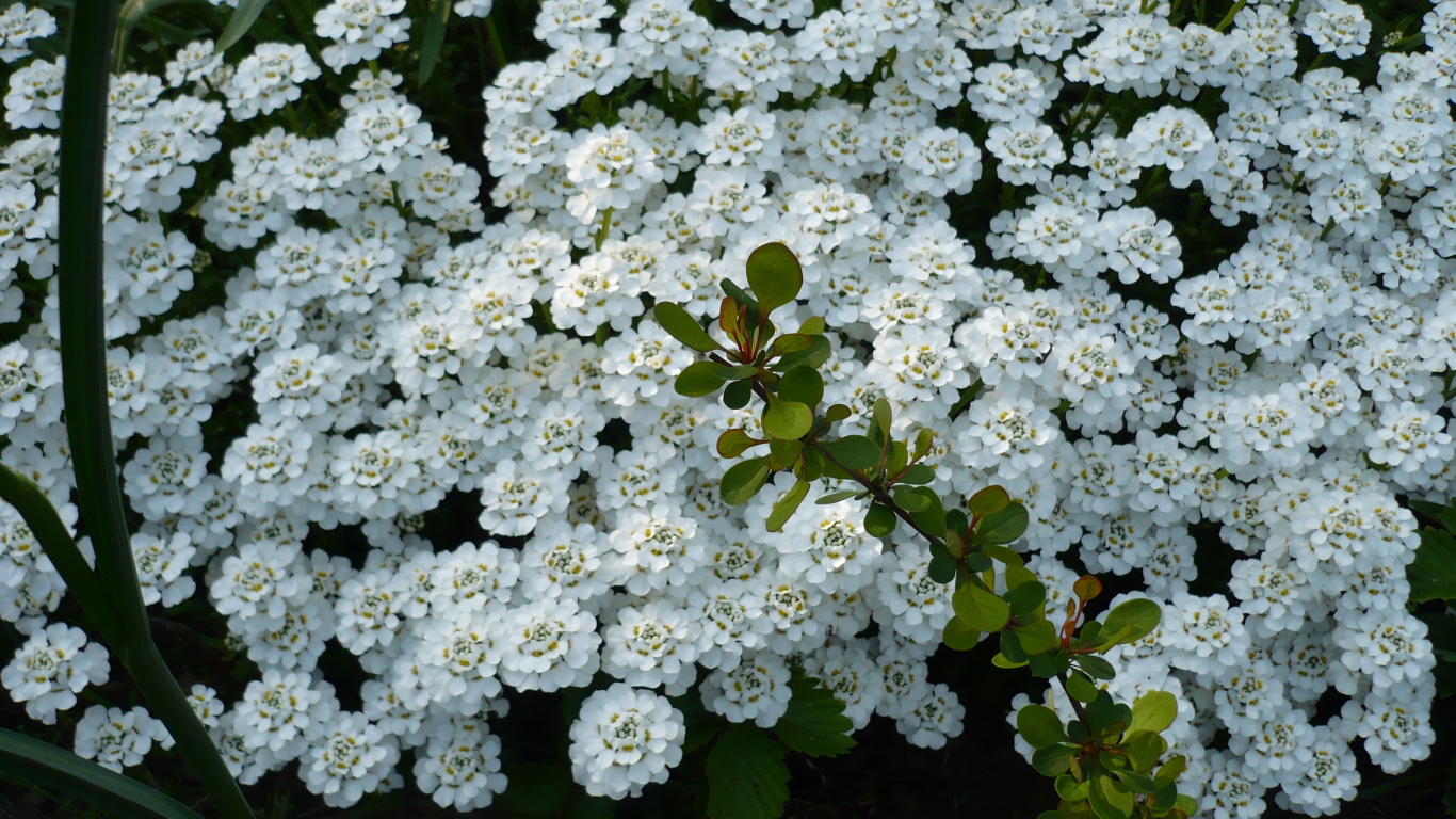 Красивый иберис в саду