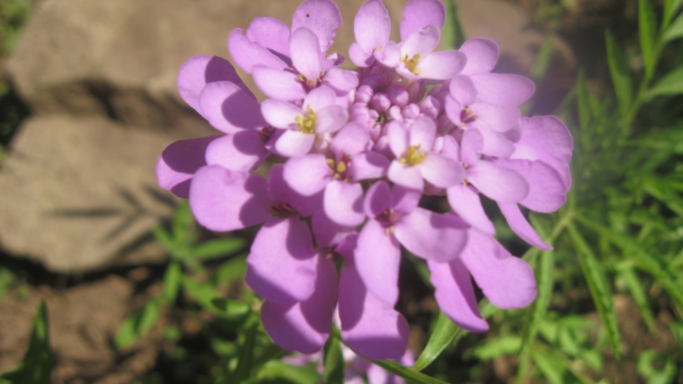 Выращивание цветов иберис в саду