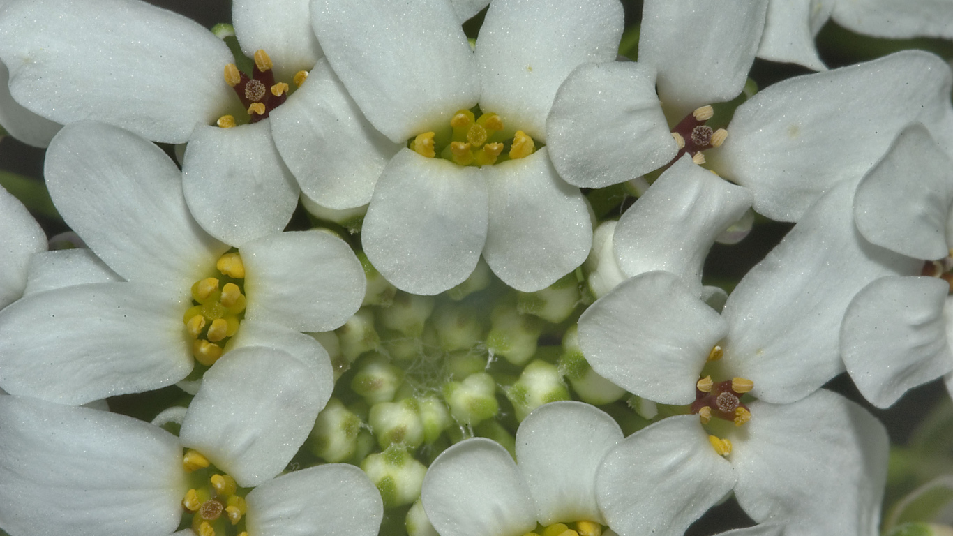 Садовые цветы иберис на дачном участке