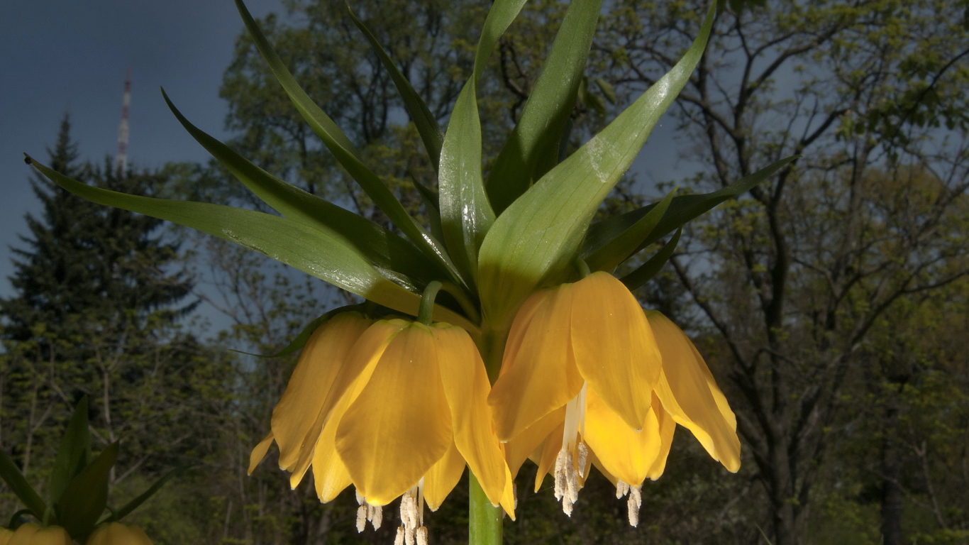 Садовые цветы рябчик императорский на дачном участке